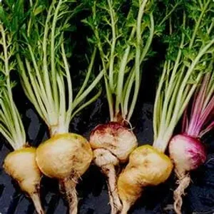 Radici di maca